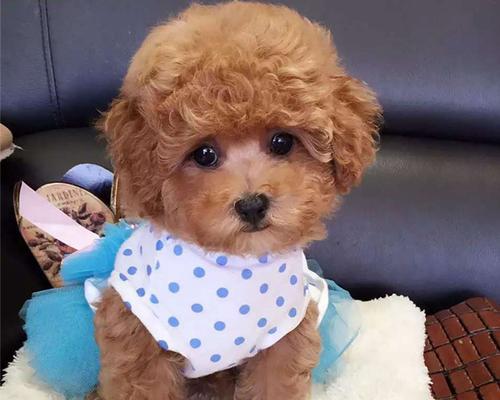 灰毛小型犬有哪些品种？它们的特点是什么？