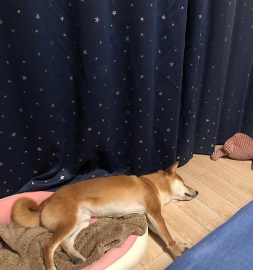 扶绥地区养狗柴犬的成本是多少？