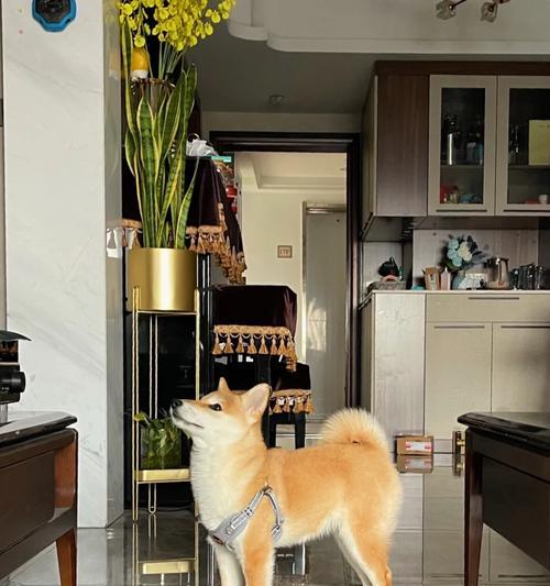 扶绥地区养狗柴犬的成本是多少？