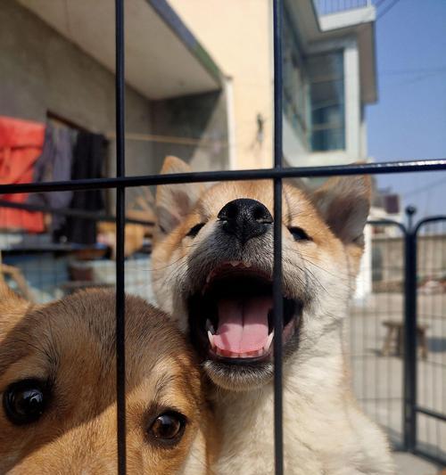 扶绥地区养狗柴犬的成本是多少？