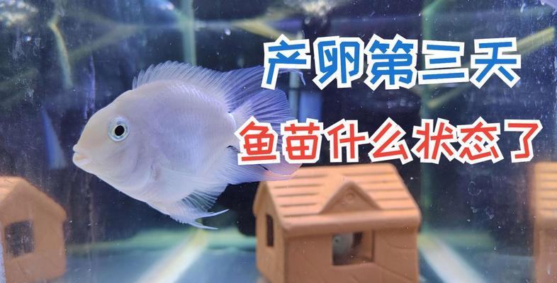 鹦鹉鱼鱼苗如何饲养？需要特别补充什么营养吗？