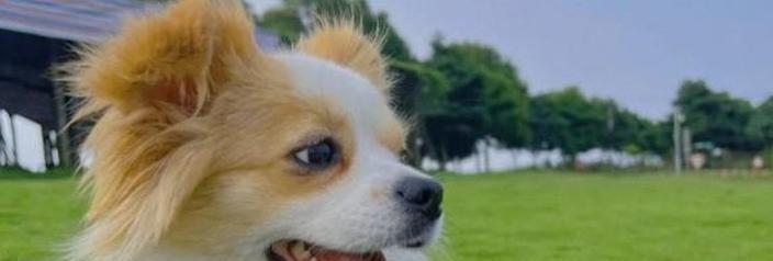 小型犬买哪些好养的狗？哪些小型犬品种适合初养者？