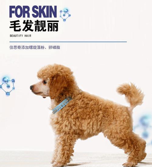 泰迪犬多大可以开始吃肉？吃肉的正确方式是什么？