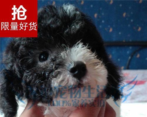 灰白泰迪的价格是多少？如何定价才合适？