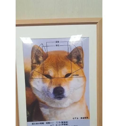 给柴犬做清理服务是否必要？费用大约是多少？