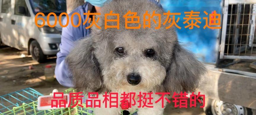 西安狗市泰迪价格是多少？