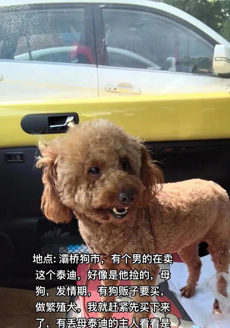 西安狗市泰迪价格是多少？