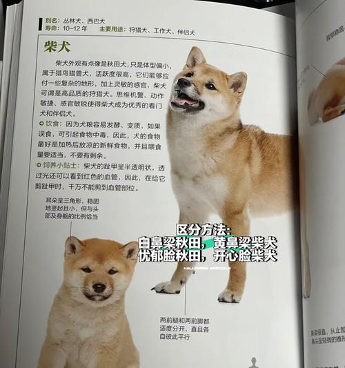 柴犬的价格是多少元一斤？购买时如何判断品质？