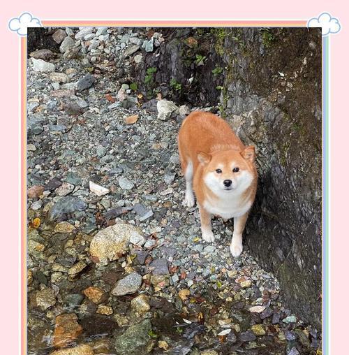 柴犬的价格是多少元一斤？购买时如何判断品质？