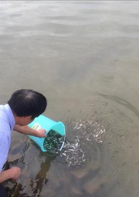 湖南放鱼苗的最佳时间是什么时候？