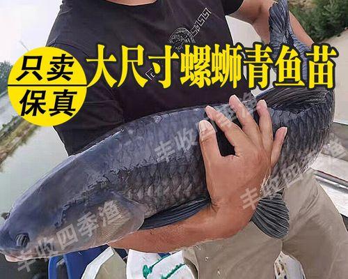 九月份放鲢鳙鱼苗的条件是什么？