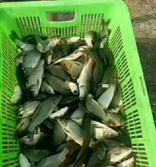 九月份放鲢鳙鱼苗的条件是什么？