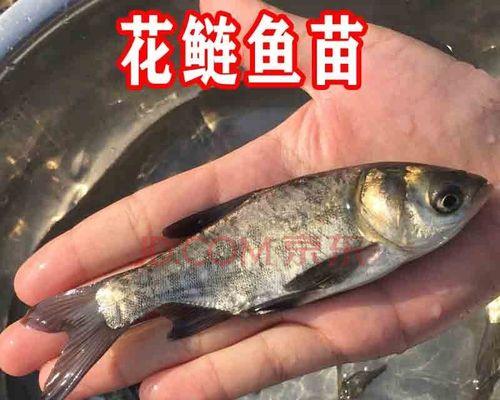 花鲢鱼苗哪种好养？养花鲢鱼苗需要注意什么？