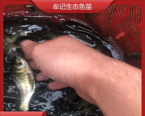 花鲢鱼苗哪种好养？养花鲢鱼苗需要注意什么？