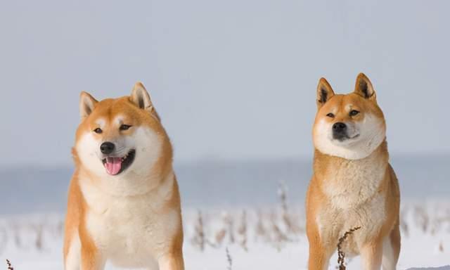 柴犬的耐寒能力有多强？在寒冷环境中应如何照顾柴犬？
