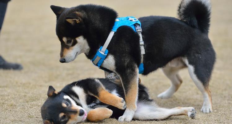 柴犬的耐寒能力有多强？在寒冷环境中应如何照顾柴犬？