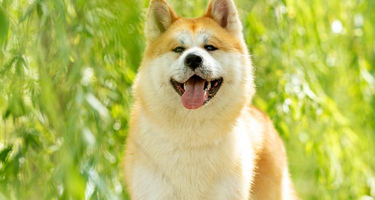 柴犬的耐寒能力有多强？在寒冷环境中应如何照顾柴犬？