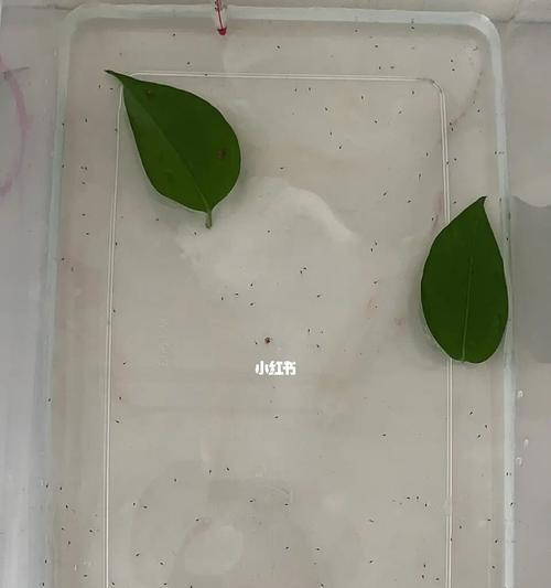 斗鱼苗子开口吃什么食物？如何正确喂食？