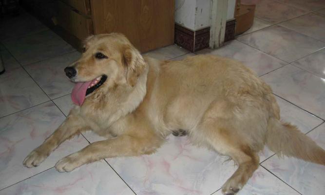 哪些小型犬品种擅长巡回？巡回训练对它们有何好处？