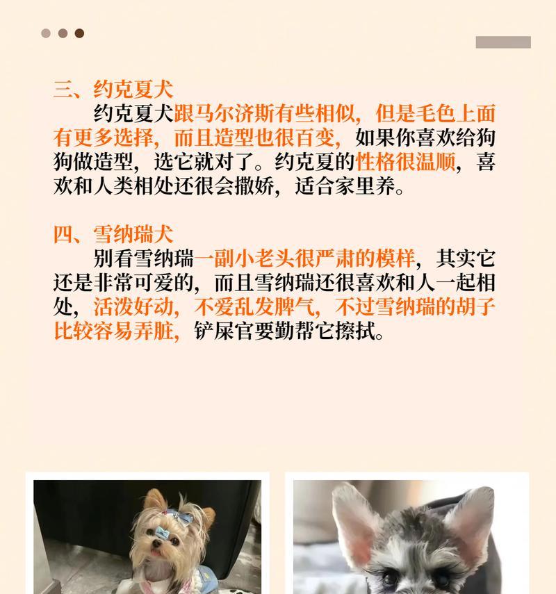 哪些小型犬品种擅长巡回？巡回训练对它们有何好处？