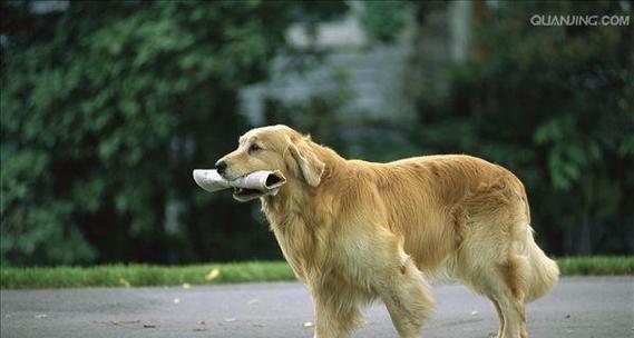 哪些小型犬品种擅长巡回？巡回训练对它们有何好处？