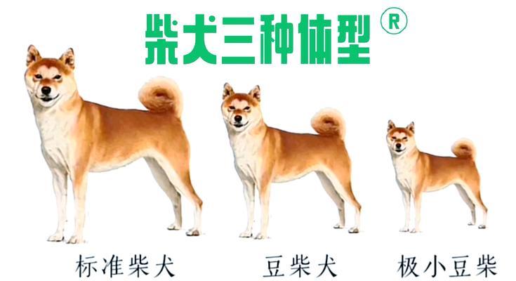 寿光小体柴犬的售价是多少？购买时应考虑哪些因素？