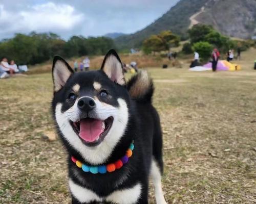 寿光小体柴犬的售价是多少？购买时应考虑哪些因素？