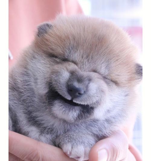 寿光小体柴犬的售价是多少？购买时应考虑哪些因素？