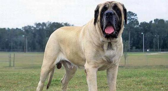 哪些大型犬品种性格和善？适合家庭饲养吗？