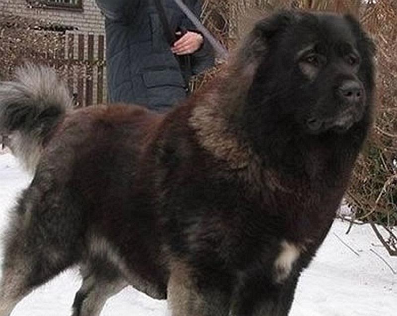 哪些大型犬品种性格和善？适合家庭饲养吗？