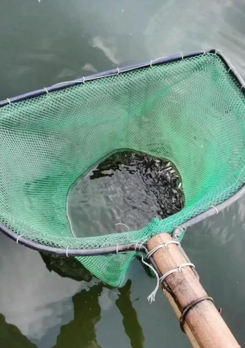 麦鲮鱼苗不抢食的原因是什么？