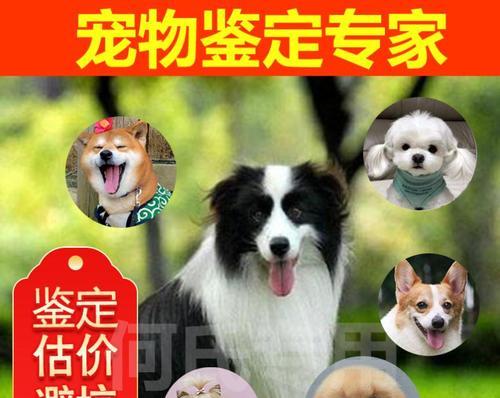 柴犬梳毛专用梳子多少钱？泰迪卷毛狗换粮需要注意什么？