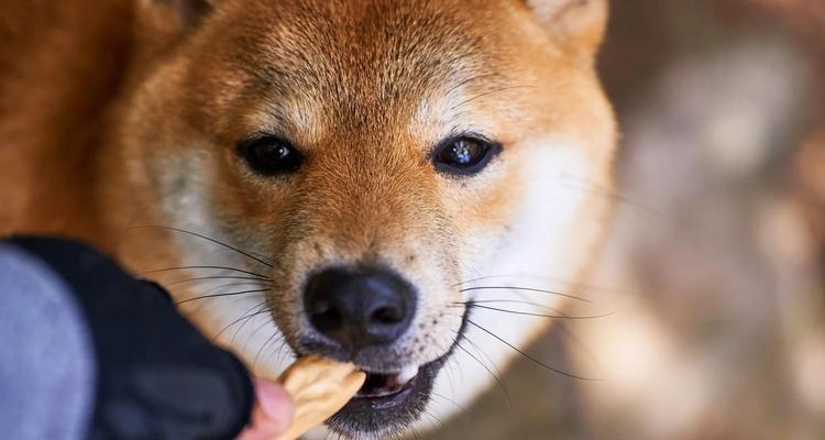 柴犬吃葡萄干的危险量是多少？如何避免中毒？