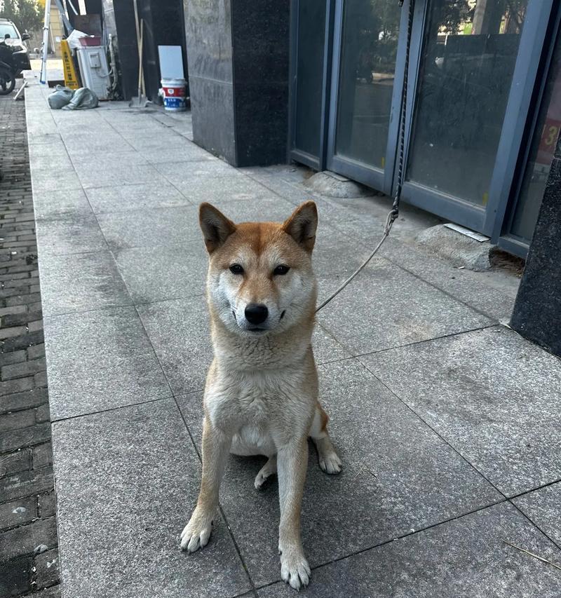 恩施捡到柴犬应该怎么办？需要支付费用吗？