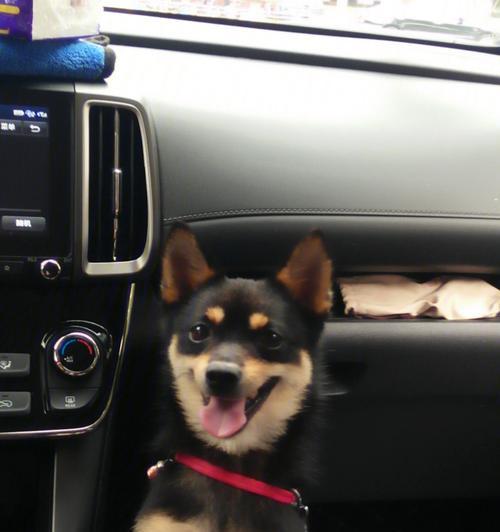 恩施捡到柴犬应该怎么办？需要支付费用吗？