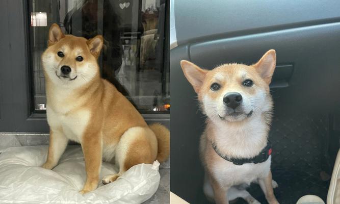 恩施捡到柴犬应该怎么办？需要支付费用吗？