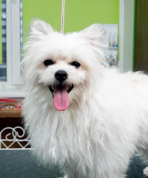 环境好的家养的小型犬有哪些？如何选择适合家庭环境的小型犬？
