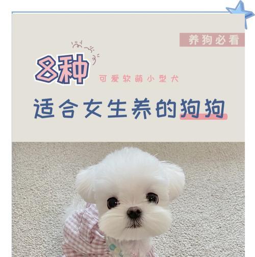 环境好的家养的小型犬有哪些？如何选择适合家庭环境的小型犬？