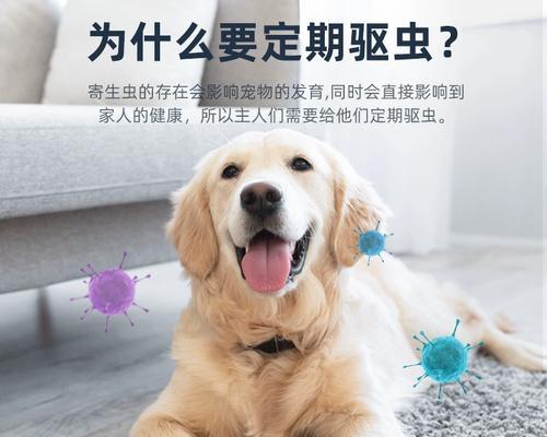 泰迪体外驱虫的费用是多少？
