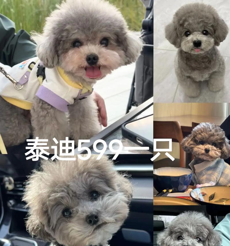 泰迪奶狗多少天出窝？如何照顾新生泰迪？