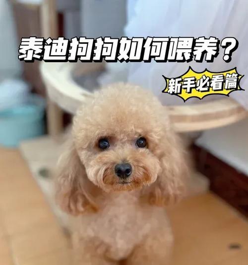 泰迪奶狗多少天出窝？如何照顾新生泰迪？