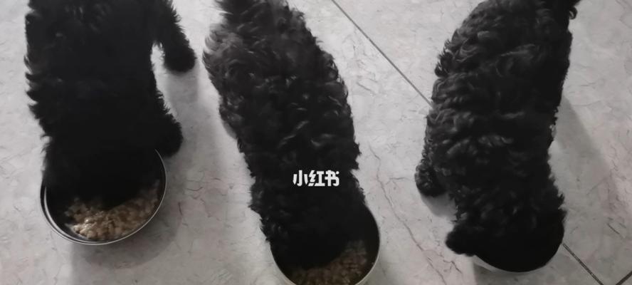 灰色小泰迪的平均寿命是多少？如何延长寿命？