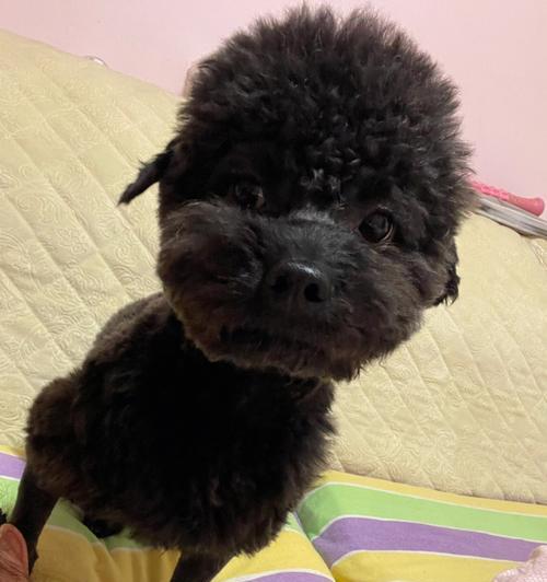 小泰迪能骑吗？春风狒狒小泰迪价格是多少？