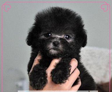 成都家养小型泰迪犬的价格是多少？购买时应注意哪些问题？