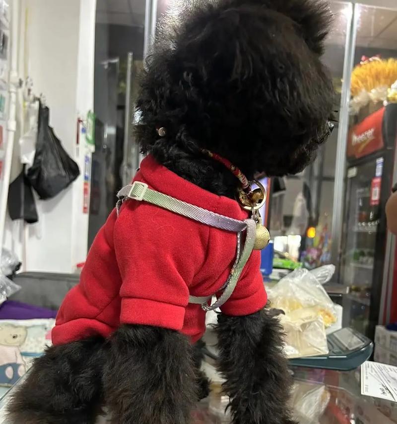 灰泰迪几岁可以生育小狗？最佳生育年龄是多少？