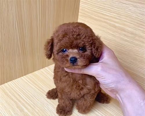 泰迪幼崽是如何出售的？一只泰迪幼崽的价格是多少？