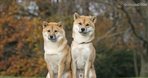 柴犬发情期通常在几岁开始？有何注意事项？