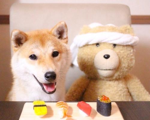 柴犬发情期通常在几岁开始？有何注意事项？