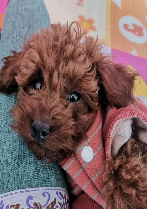 母泰迪犬成年需要几个月？