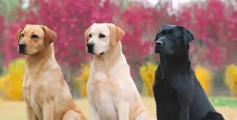 哪些大型犬品种最适合城市饲养？
